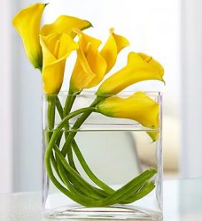Mini Calla Lily In Rectangle Vase Bouquet Mini Calla Lily In Rectangle Vase Bouquet