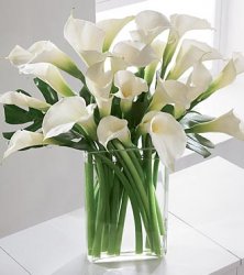 Simplicity Luxury Calla Lily Bouquet Simplicity Luxury Calla Lily Bouquet