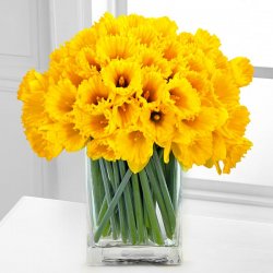 Dreaming of Spring Daffodil Bouquet - 40 Stems Dreaming of Spring Daffodil Bouquet - 40 Stems