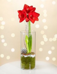 Holiday Amaryllis Holiday Amaryllis