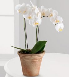 White Glamour Orchid White Glamour Orchid